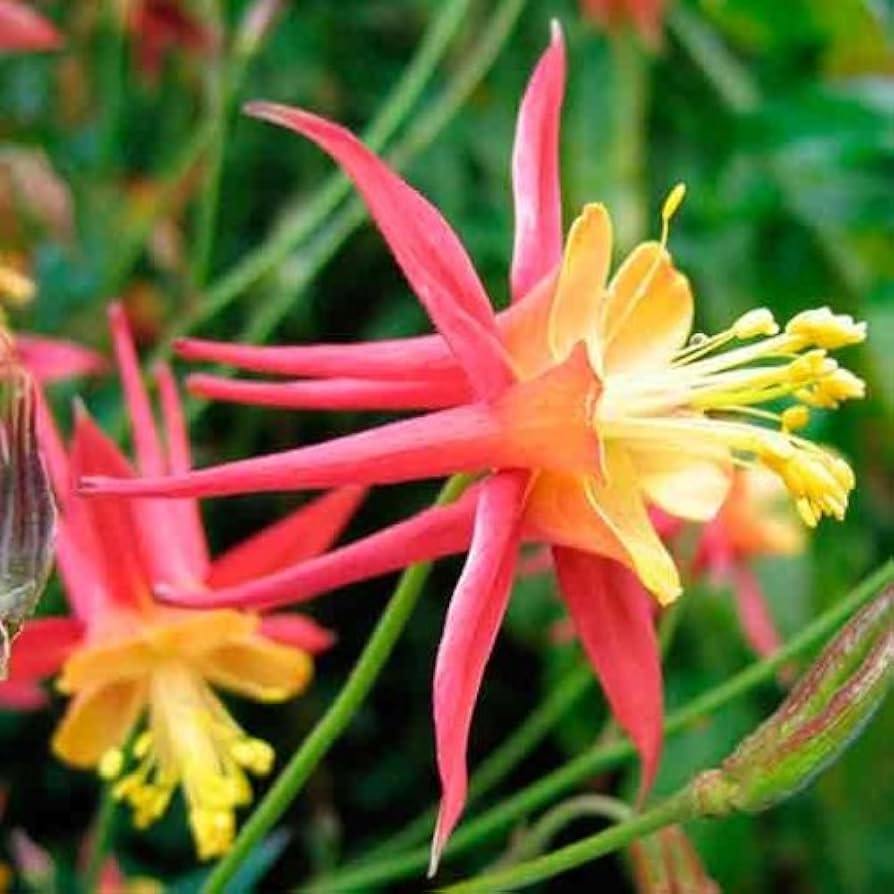 Columbine (flower Aquilegia Tequila Sunrise) for planting in garden